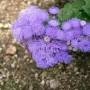 435px-ageratum_houstonianum5.jpg