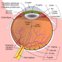 schematic_diagram_of_the_human_eye_fr.svg.png