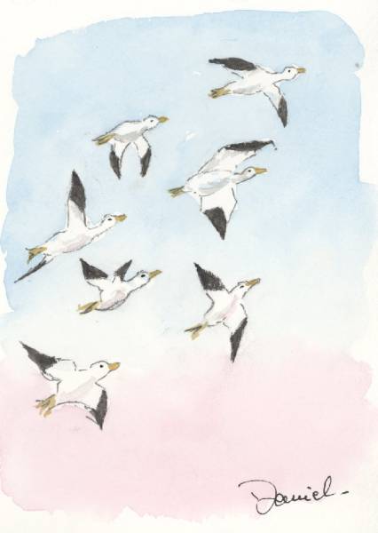 Vol d'oies sauvages Vol d'oies sauvages