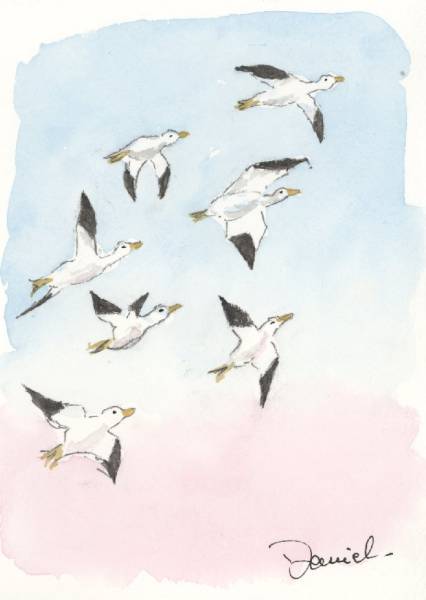 Vol d'oies sauvages Vol d'oies sauvages