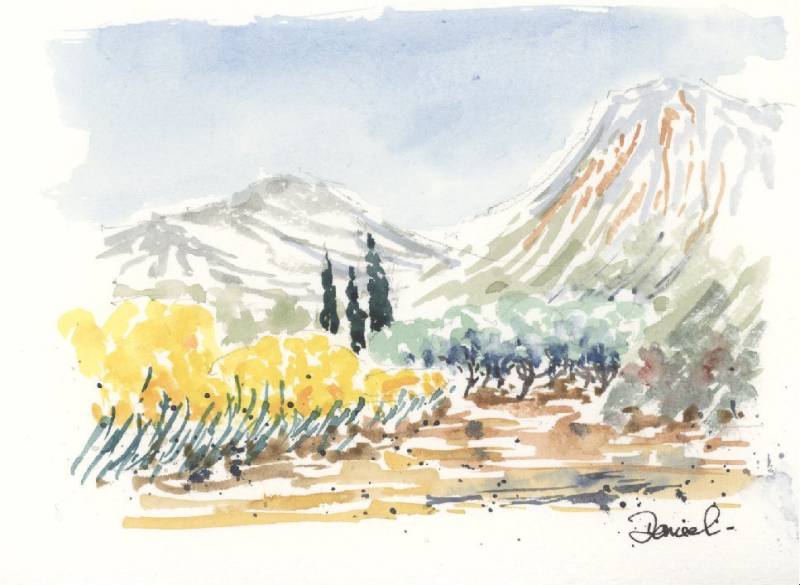 Alpilles -genets en fleur Alpilles -genets en fleur